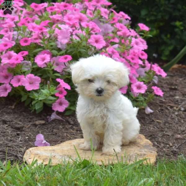Sharon, Maltese Puppy
