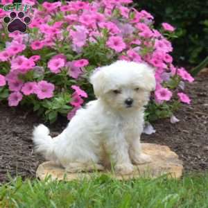 Sharon, Maltese Puppy