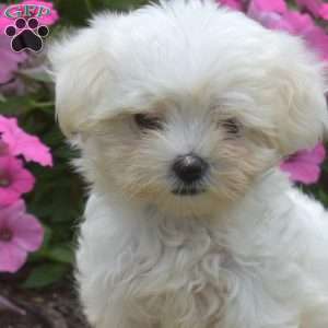 Sharon, Maltese Puppy