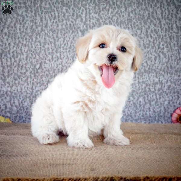 Shaun, Maltipoo Puppy