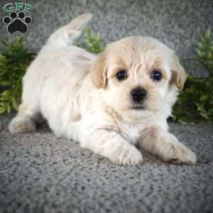 Shaun, Maltipoo Puppy