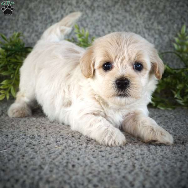 Shaun, Maltipoo Puppy