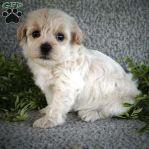 Shaun, Maltipoo Puppy