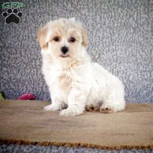 Shaun, Maltipoo Puppy
