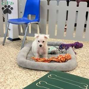 Shelby, West Highland Terrier Puppy