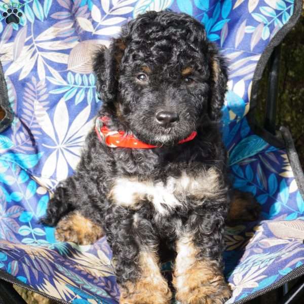Sheldon, Mini Bernedoodle Puppy