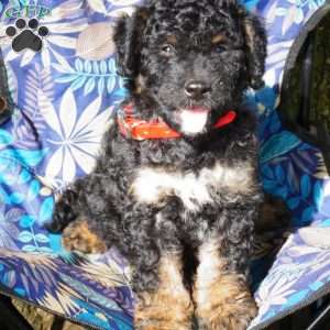 Sheldon, Mini Bernedoodle Puppy