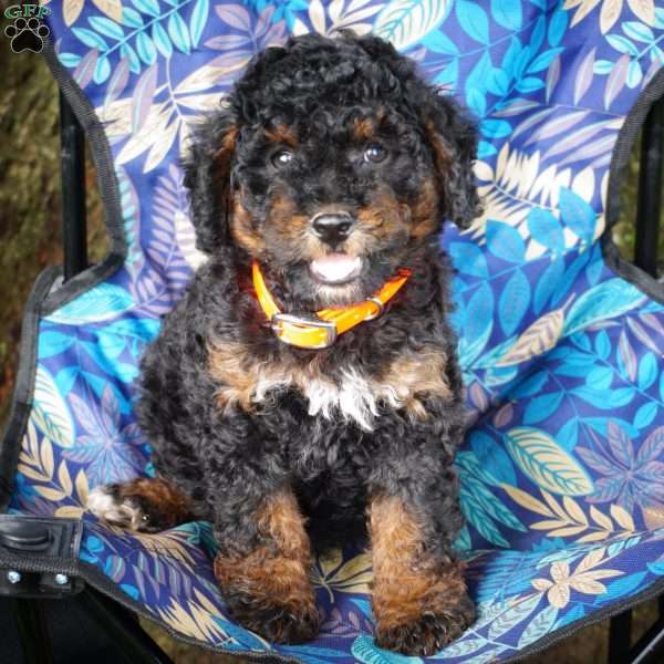 Shelley, Mini Bernedoodle Puppy
