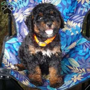 Shelley, Mini Bernedoodle Puppy