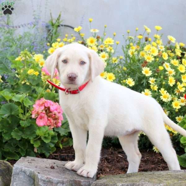 Sherrie, Yellow Labrador Retriever Puppy