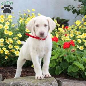 Sherrie, Yellow Labrador Retriever Puppy