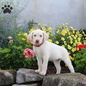 Sherrie, Yellow Labrador Retriever Puppy