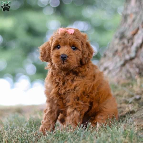 Shimmer, Mini Goldendoodle Puppy