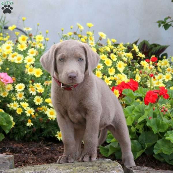 Sidney, Silver Labrador Retriever Puppy