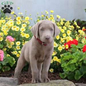 Sidney, Silver Labrador Retriever Puppy