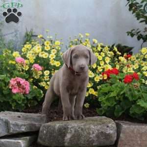 Sidney, Silver Labrador Retriever Puppy