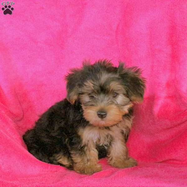 Sierra, Yorkie Puppy
