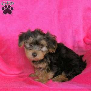 Sierra, Yorkie Puppy