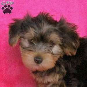 Sierra, Yorkie Puppy