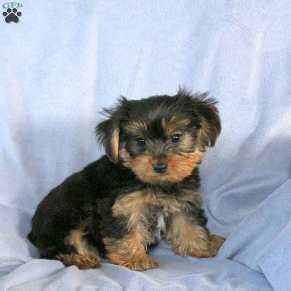 Silas, Yorkie Puppy