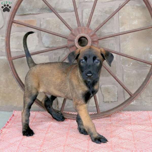 Silas, Belgian Malinois Puppy