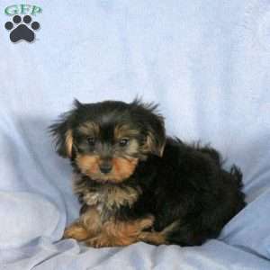 Silas, Yorkie Puppy