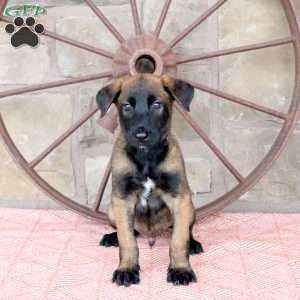 Silas, Belgian Malinois Puppy