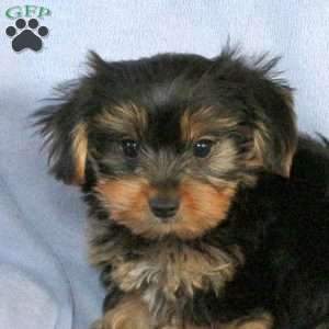 Silas, Yorkie Puppy