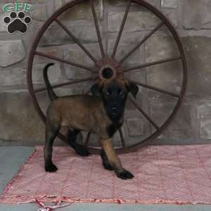 Silas, Belgian Malinois Puppy