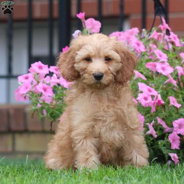 Silas, Mini Goldendoodle Puppy
