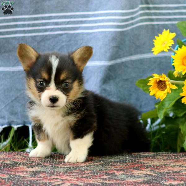 Silas, Pembroke Welsh Corgi Puppy