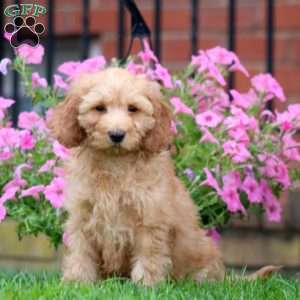 Silas, Mini Goldendoodle Puppy
