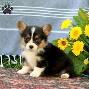 Silas, Pembroke Welsh Corgi Puppy