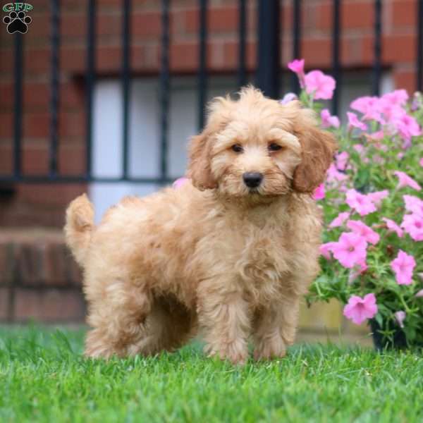 Silas, Mini Goldendoodle Puppy