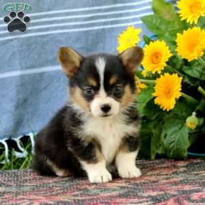 Silas, Pembroke Welsh Corgi Puppy