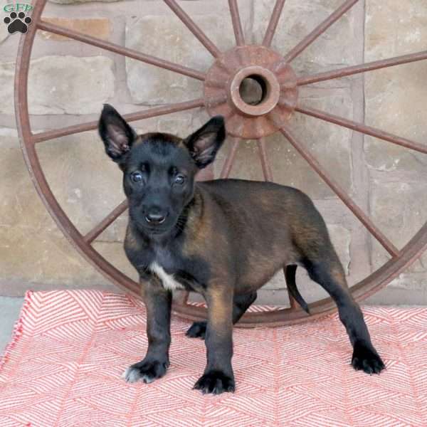 Silly, Belgian Malinois Puppy
