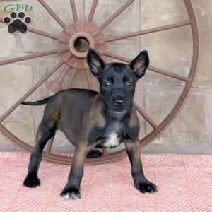 Silly, Belgian Malinois Puppy