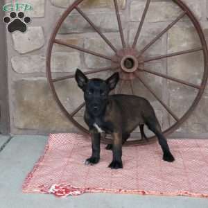 Silly, Belgian Malinois Puppy