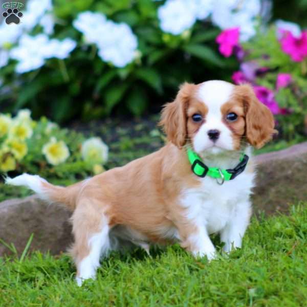 Simba, Cavalier King Charles Spaniel Puppy