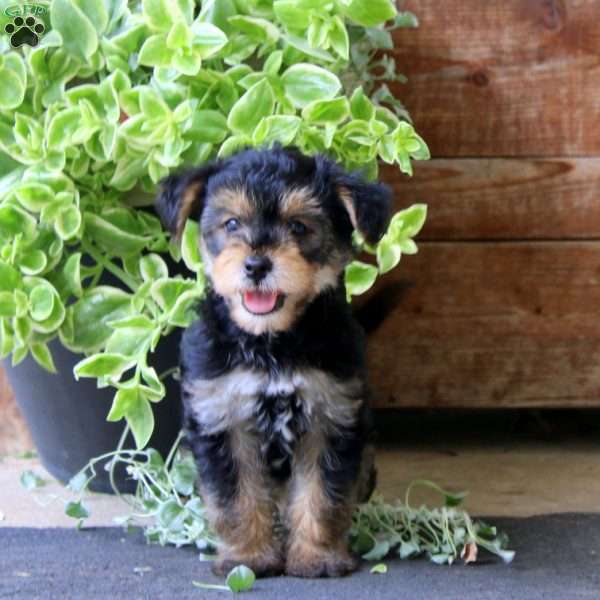 Simba, Yorkie Mix Puppy