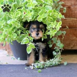 Simba, Yorkie Mix Puppy