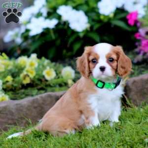 Simba, Cavalier King Charles Spaniel Puppy