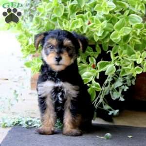 Simba, Yorkie Mix Puppy