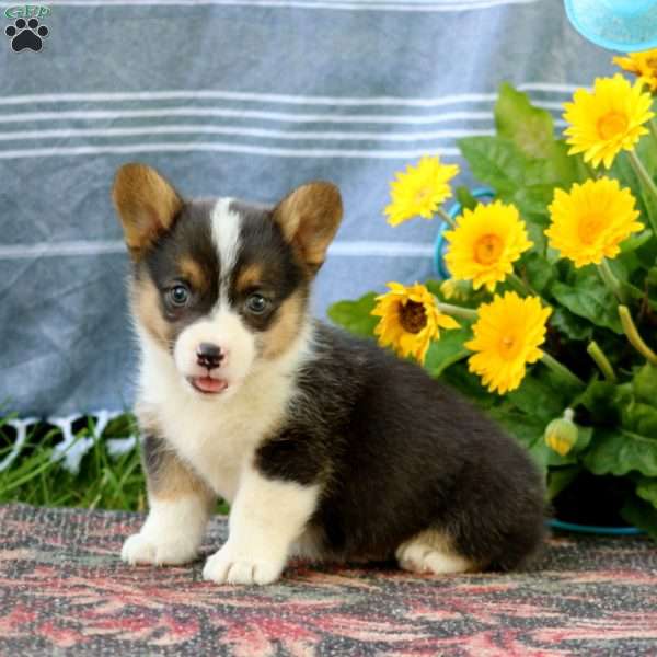 Skip, Pembroke Welsh Corgi Puppy
