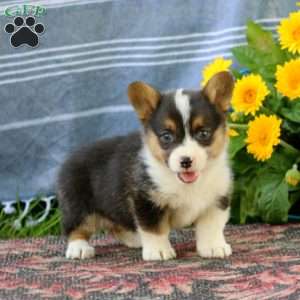 Skip, Pembroke Welsh Corgi Puppy