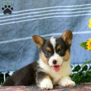 Skip, Pembroke Welsh Corgi Puppy
