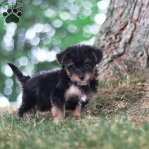 Skipper, Yorkie Poo Puppy