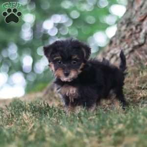 Skipper, Yorkie Poo Puppy