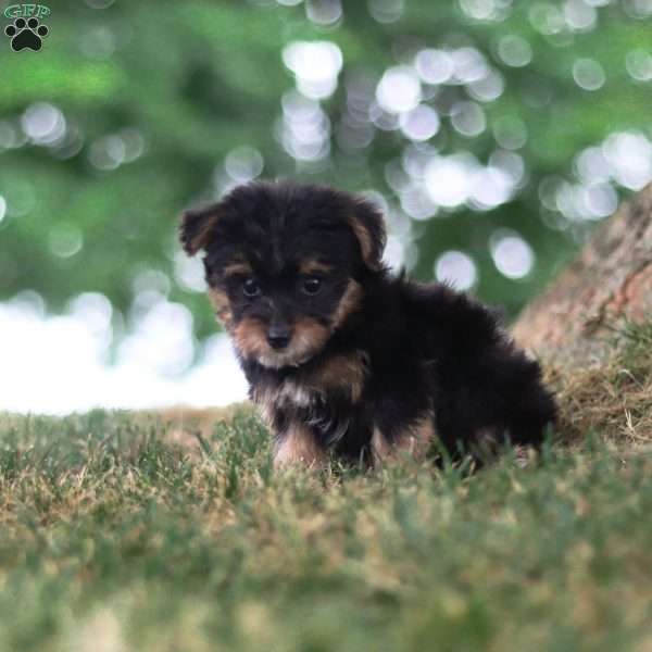 Skipper, Yorkie Poo Puppy