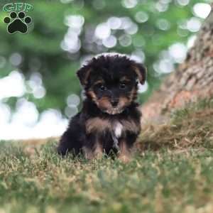 Skipper, Yorkie Poo Puppy